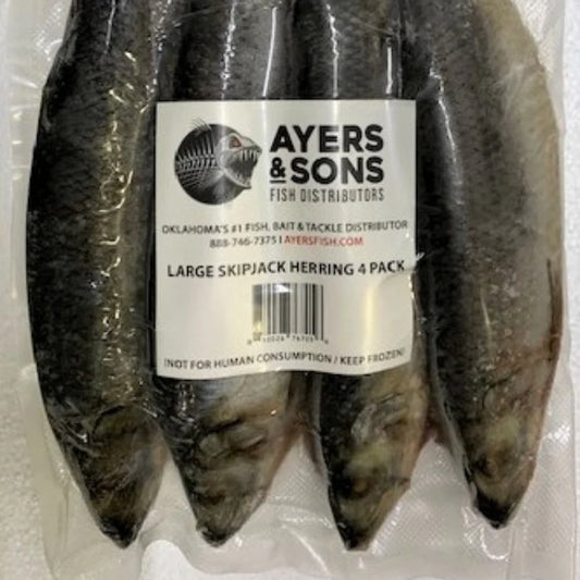 Frozen Skipjack Herring