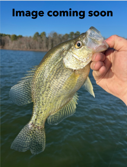 Crappie Rigs - Import