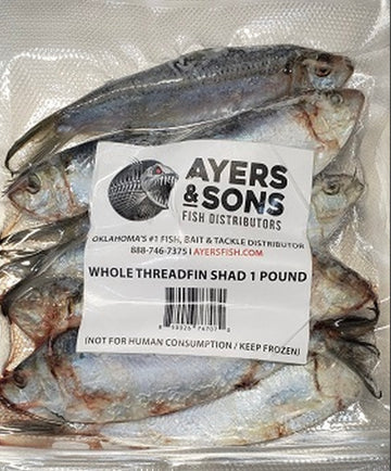 Frozen Skipjack Herring 6-8" 1 Pound