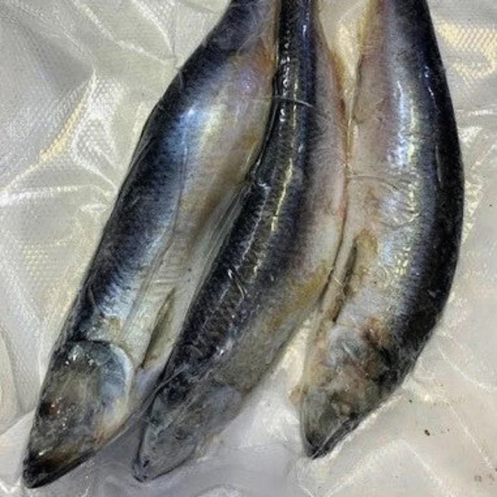Frozen Skipjack Herring