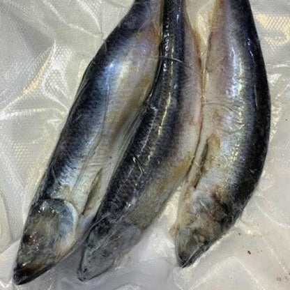 Frozen Skipjack Herring