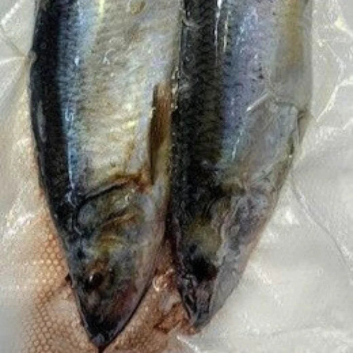 Frozen Skipjack Herring