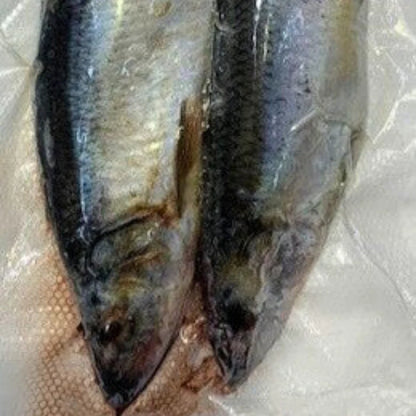 Frozen Skipjack Herring